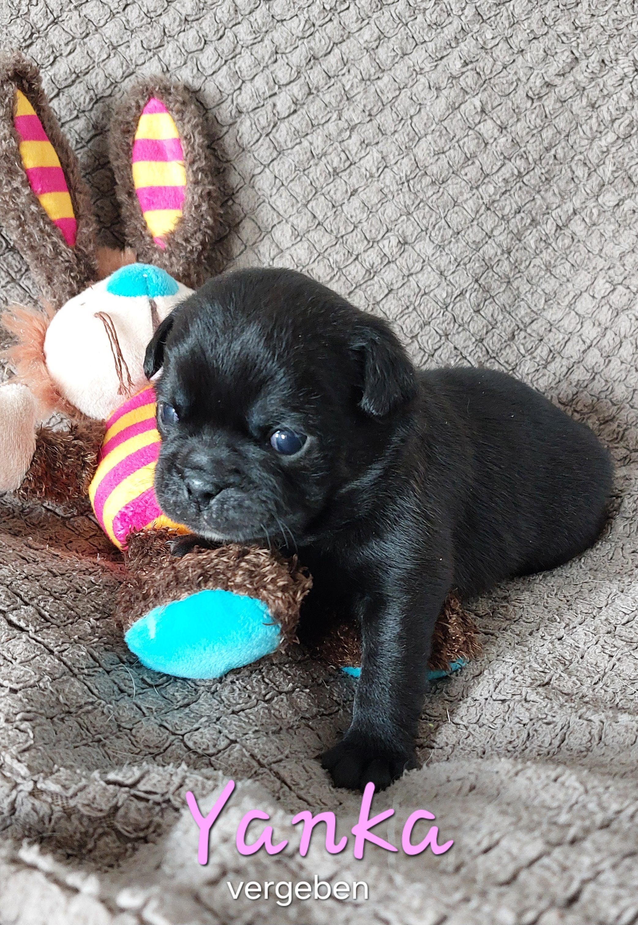 Yanka ist die Erstgeborene und sehr kernig auch wenn sie das s&uuml;&szlig;e Gesicht einer Puppe hat