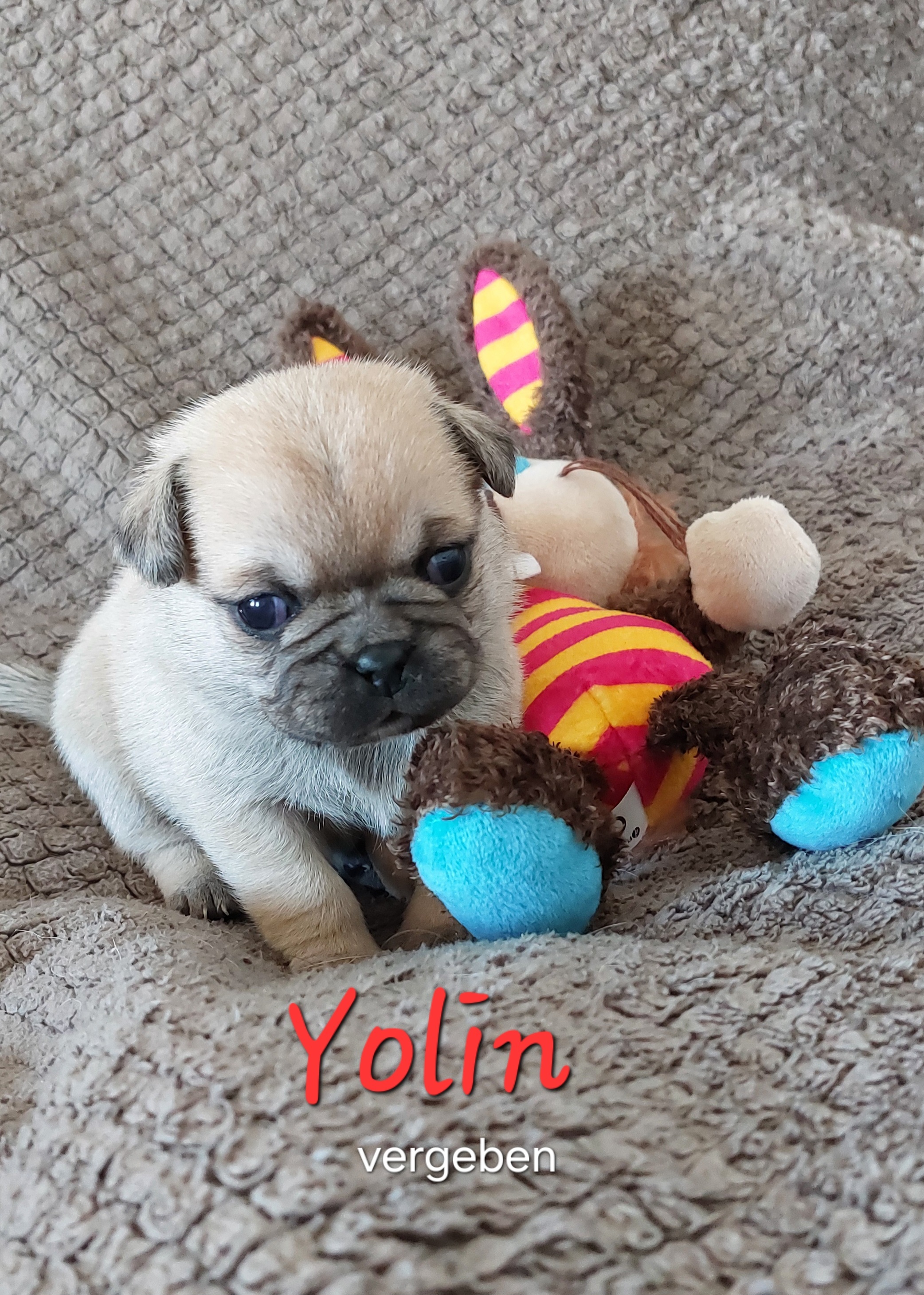 Yolin ist eine sehr neugierige kleine Maus. Ihre zuk&uuml;nftige Familie wird viel Spa&szlig; haben!