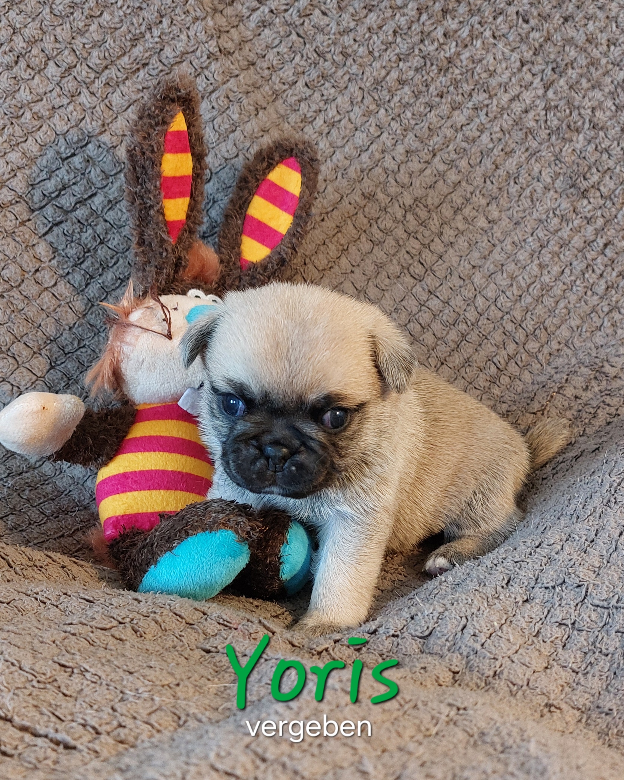 Yoris zeigt sich bisher recht entspannt. Stille Wasser sind bekanntlich tief also wer wei&szlig; !