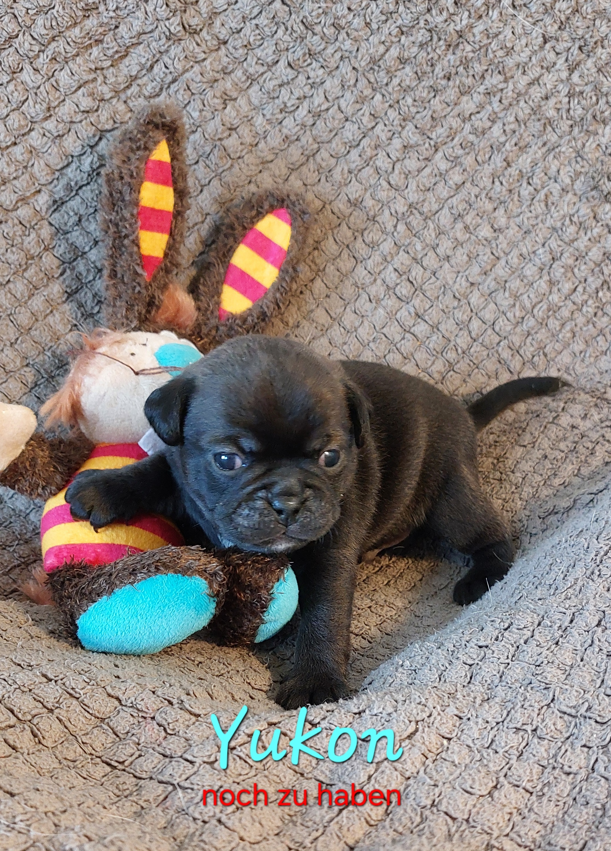 Yukon der h&uuml;bsche platinum R&uuml;de, ist eher etwas sch&uuml;chtern und zur&uuml;ckhaltend&nbsp;