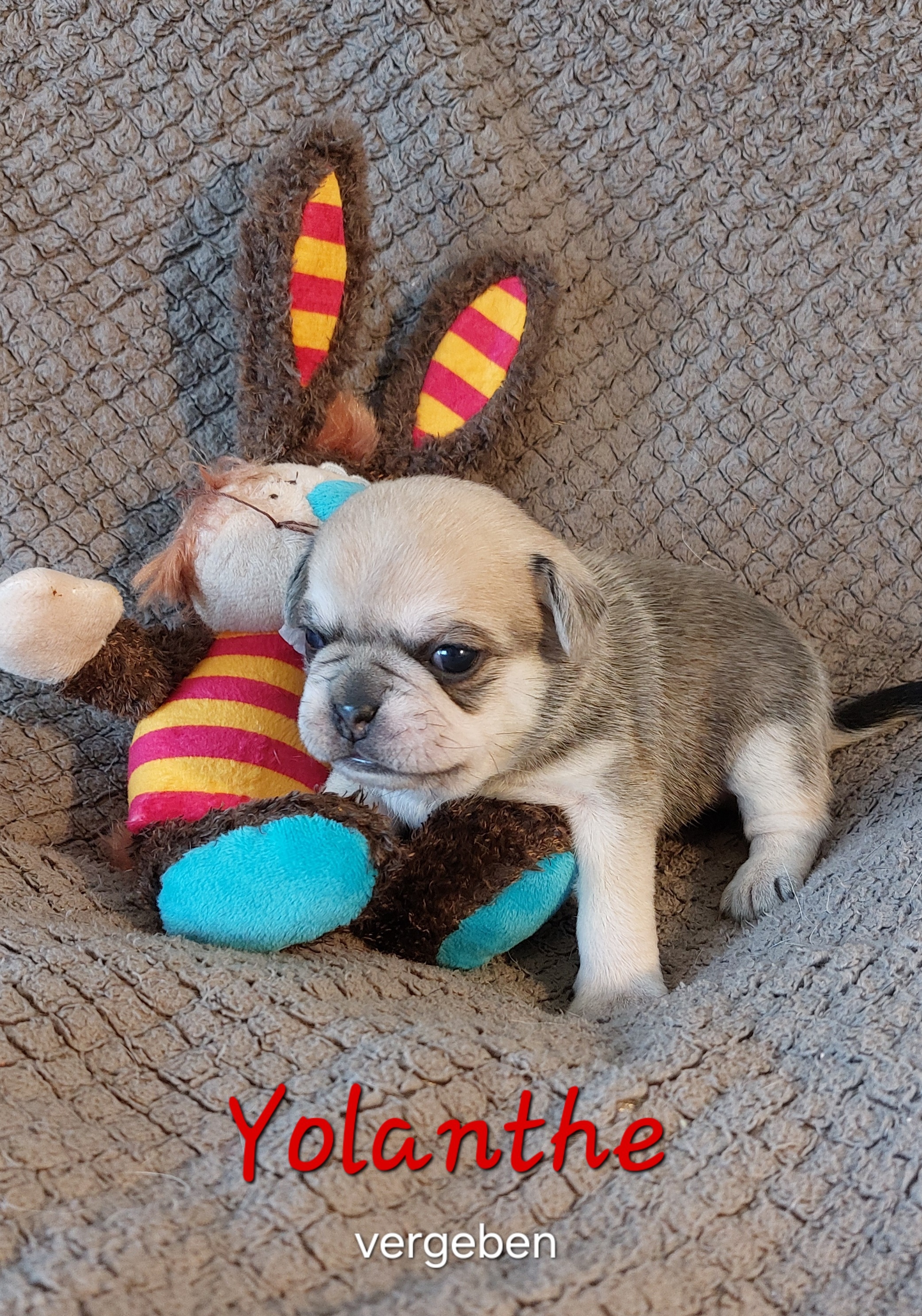 Yolanthe in hellem Husky- Outfit soll sp&auml;ter mal in die Fu&szlig;stapfen ihrer Mama treten