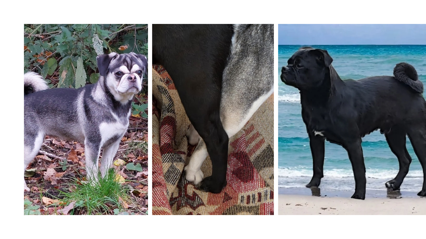 <b>Inu Nessie vom Odenwald und By my side Henk</b>