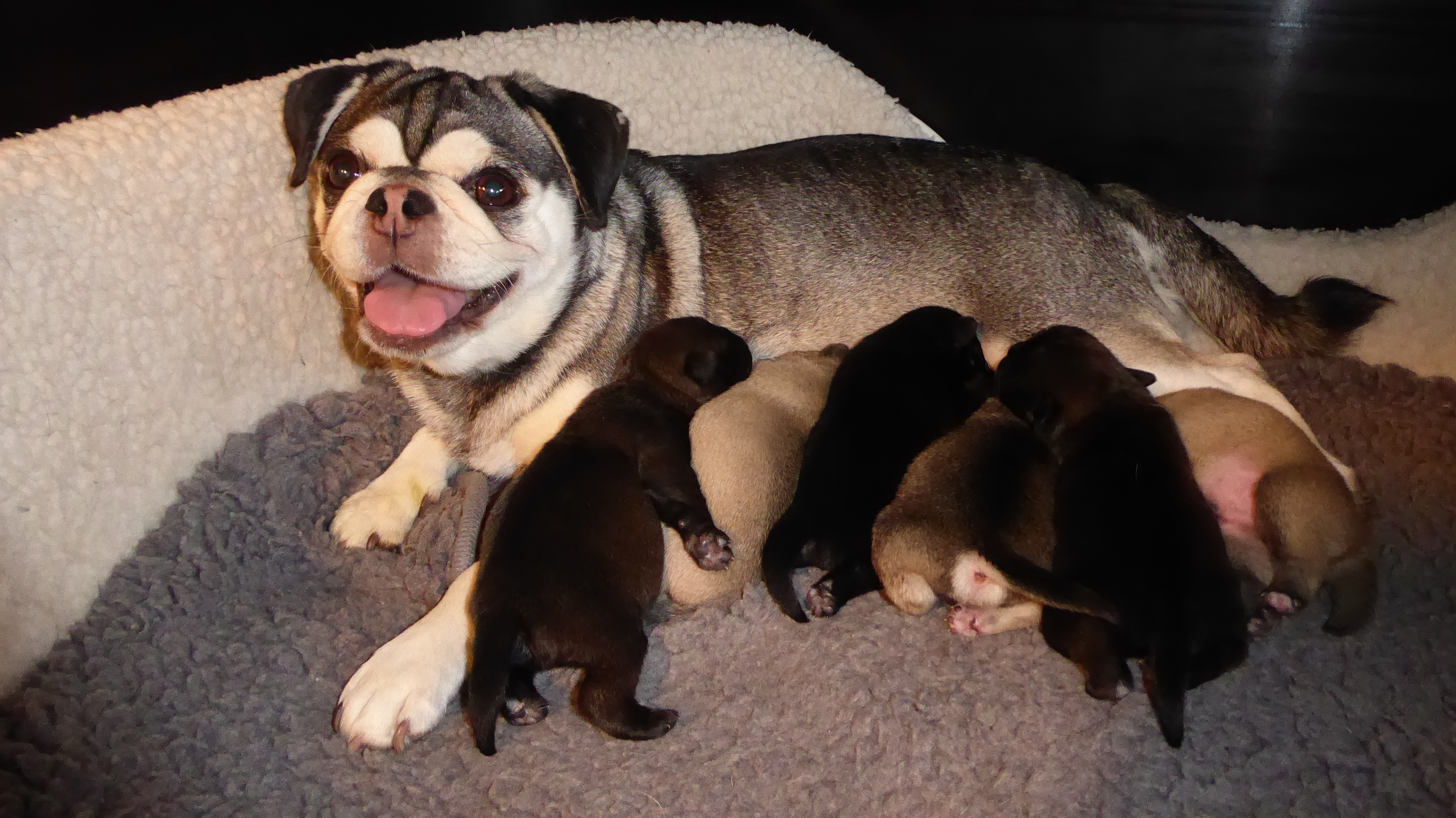 Nessie die stolze immer fr&ouml;hliche Mama mit ihren Babys von denen in geraumer Zeit noch Einzelvorstellungen erfolgen.