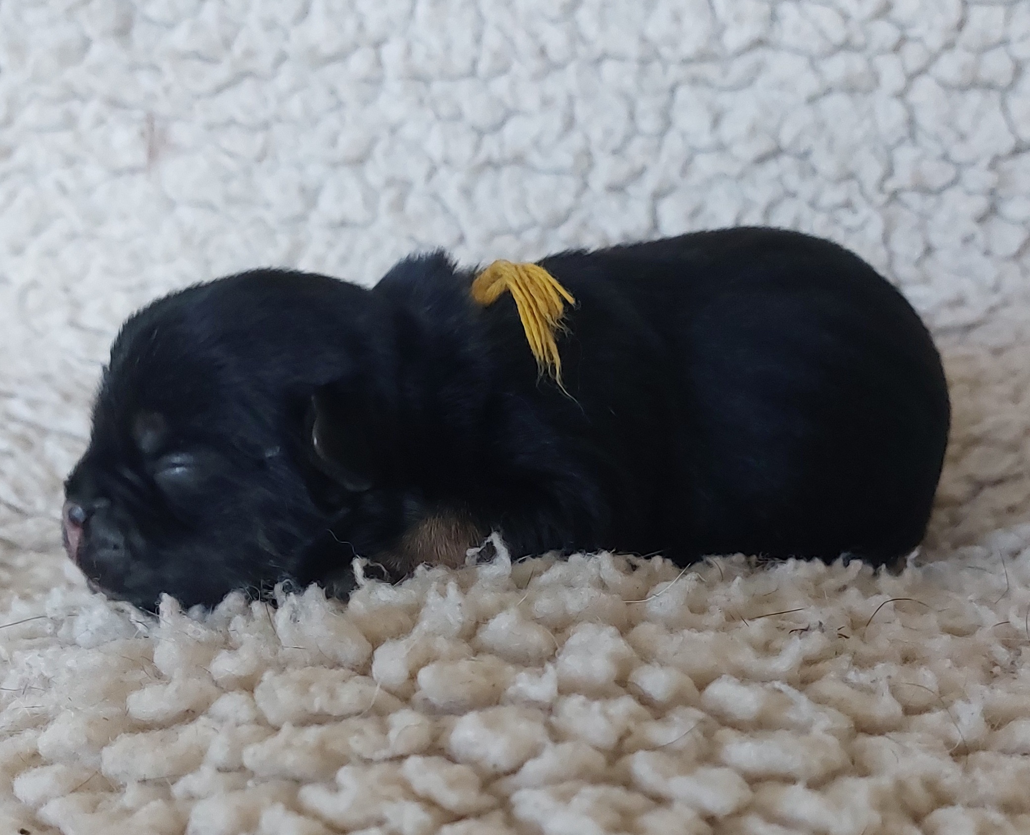 Und last but not least nochmals ein sch&ouml;nes M&auml;dchen in black and tan von 206 g