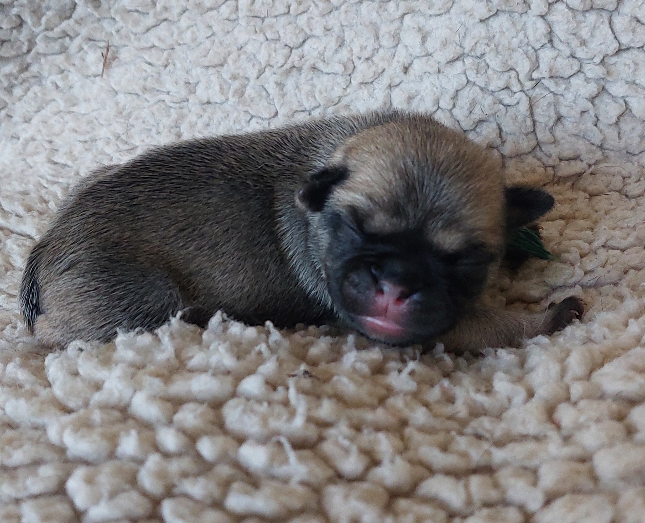 Ein sch&ouml;n pigmentierter R&uuml;de in beige von 216 g