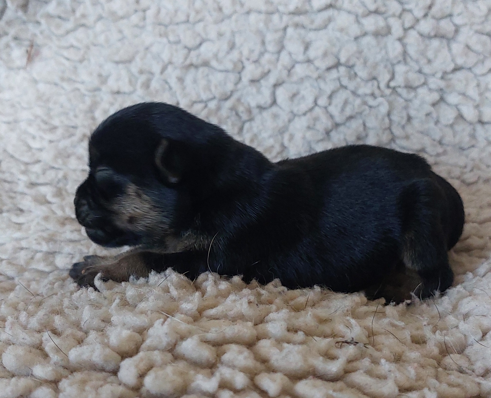 Eine Miniprinzessin in black and tan von 162 g